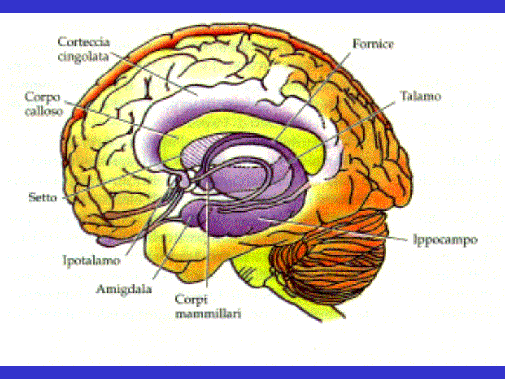 Biologia delle emozioni Biologia delle emozioni